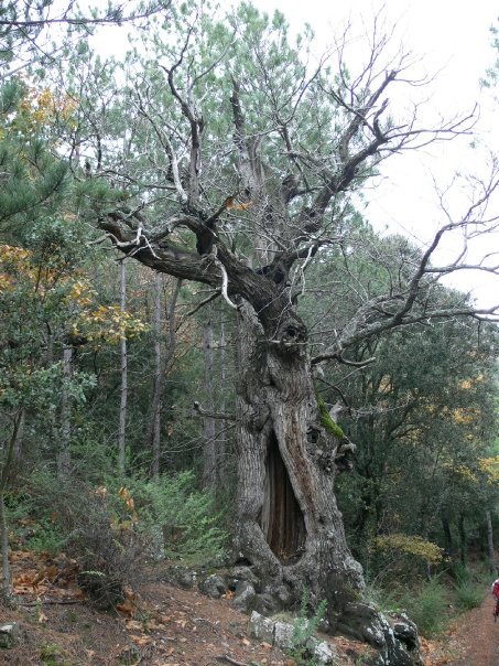 Bosc de Poblet-Prades