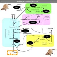Un estudio sobre enfermedades metabólicas de la URV y de una universidad danesa, portada de una prestigiosa revista de Bioquímica