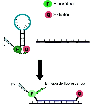 molecular beacon