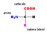 Tema 2. de los aminoácidos