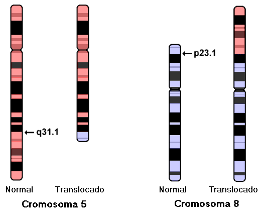 idiograma translocacin (5;8)