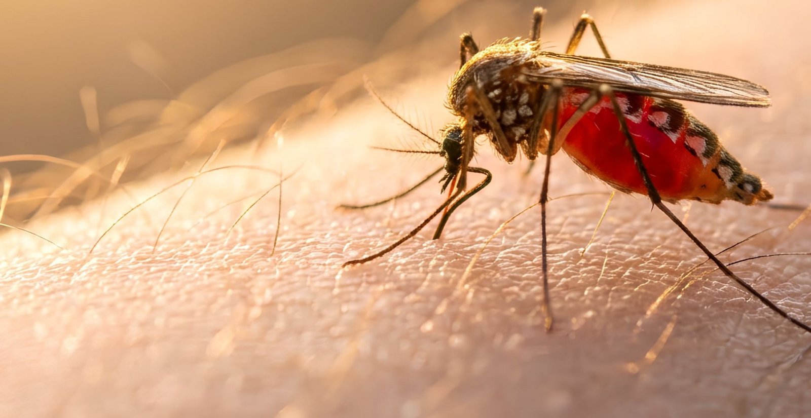 A rapid test using a mobile phone will be able to identify the most severe cases of imported malaria within minutes