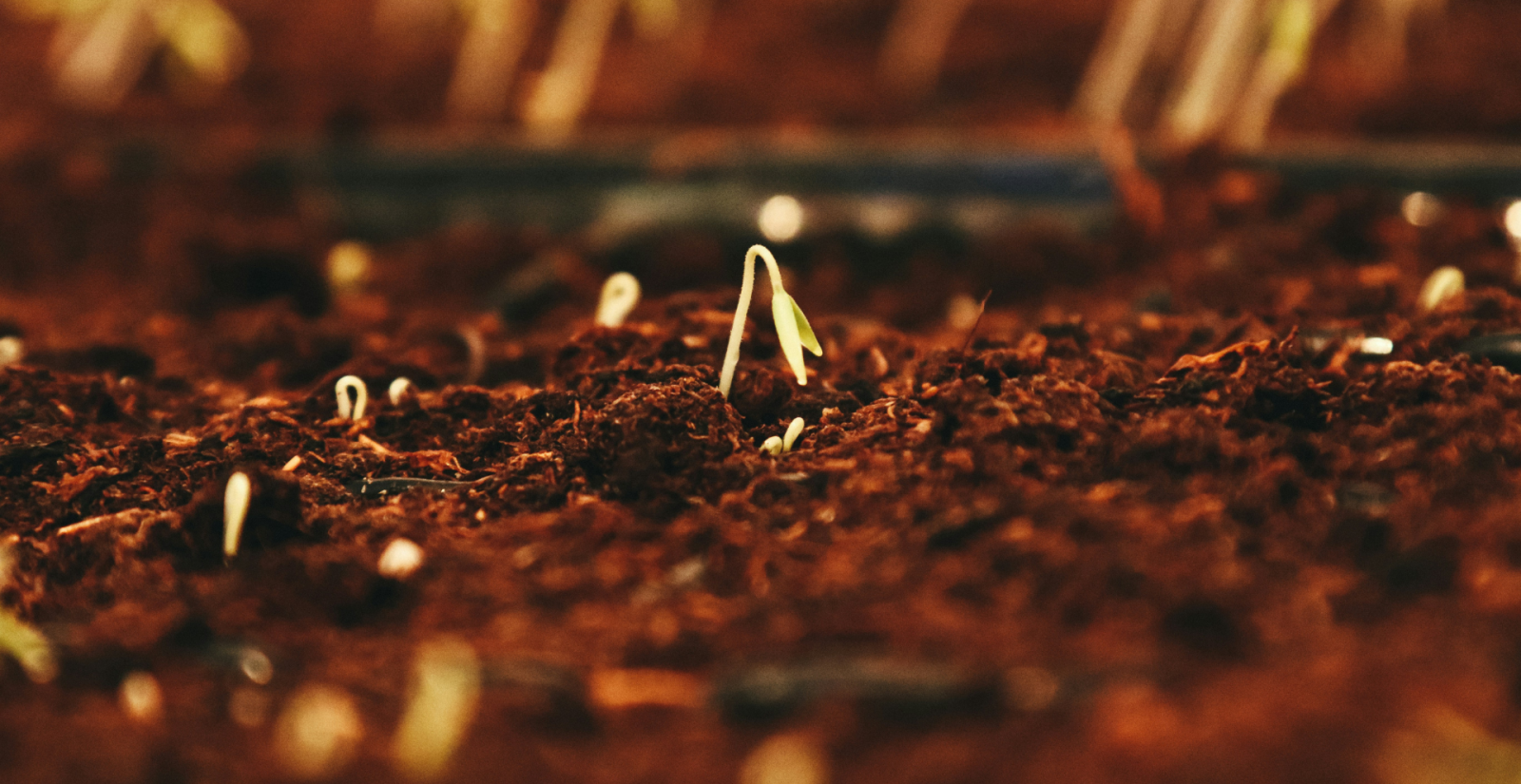 Descoberta una nova espècie que pot augmentar fins a un 30% el rendiment dels cultius