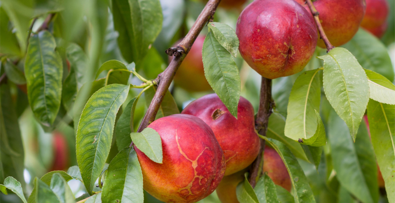 Una técnica permite predecir la maduración de la fruta mediante el análisis de sus hojas