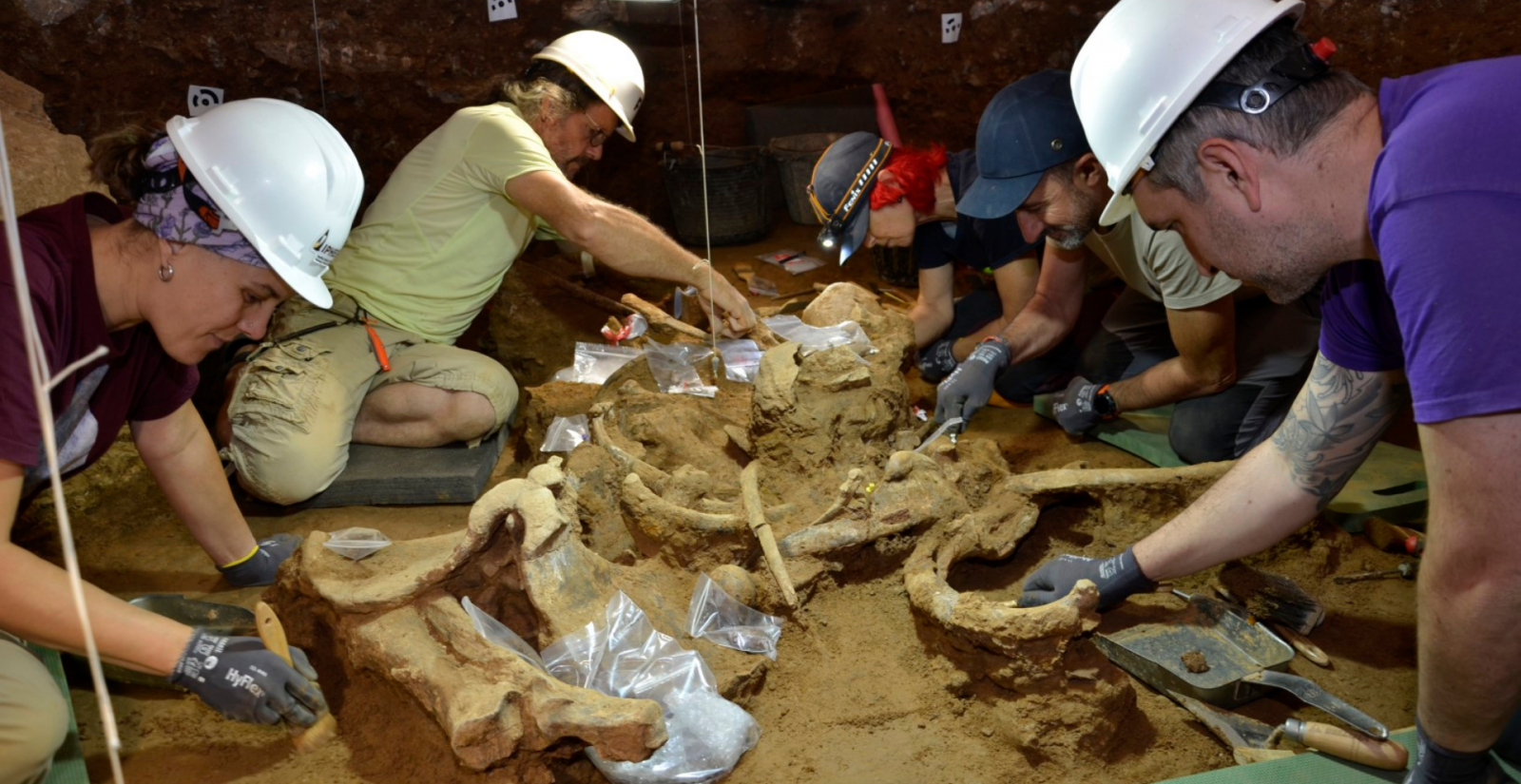 Two complete rhinoceroses dating back 200,000 years discovered in the Cova de les Teixoneres, Moià